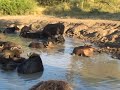 Mother water buffalo tries to save her newborn baby from drowning