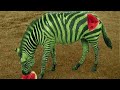 Watermelon Zebra