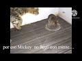 NOOO MICKEY