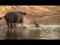 30 Moments Crocodile Attacks Prey Passing Through Its Territory | Animal Fight