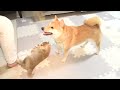 柴犬のケンカを止めずに見守ったら感動した♪