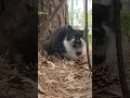 #roadcat: 풀숲에서 쉬고있는 새끼 흰색얼룩 검은 길고양이 🐈 墓