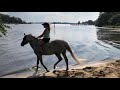 SWIMMING with the HORSES! | Magothy River