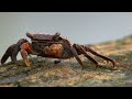 Breakfast with the fiddler crabs