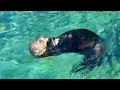 Adorable Sea Otters, Hand-holding, Face Rubbing, Playful Antics Galore! Vancouver Aquarium tour 🇨🇦🇨🇦
