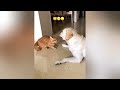 New Funniest Animals 2024 😂 Best Funny Cats and Dogs 😻🐶 Part 19