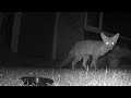 Wild Fox Cub invades private garden - 6th/13th July