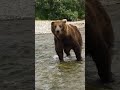 Huge Grizzly Bear Gets A Warning ⚠️ #alaska #grizzlies