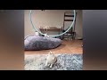 Funny Dog And Cat Videos 🐕 Funny Videos Every Days 😍