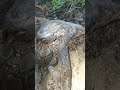 mustika batu ular sawa