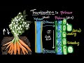 Phloem & translocation  | Life processes | Biology | Khan Academy