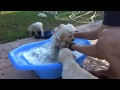 Labrador / Golden retriever puppy first bath