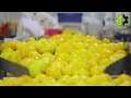 Como los agricultores MEXICANOS producen miles de toneladas de mangos cada año de esta manera