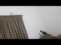 Cat hunting a lizard|Cat failed to hunt lizard