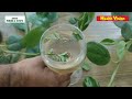 Indian Pennywort   centella asiatica   Natural Remedy for Various health problems