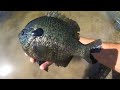 BLUEGILL that are BIGGER than a FRYING PAN!!