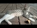 Unedited video, two kittens playing, cute and adorable