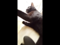My Cat having a blast playing with a hairbrush