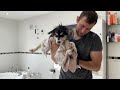 Baby Malamute Puppy Has His First Bath! He's Just Like Phil!!