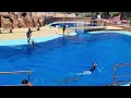 Spectacle dauphin au Marineland Catalogne en Espagne P2