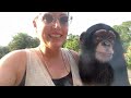 BABY CHIMPS 3RD BIRTHDAY!