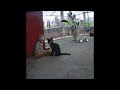 ❤️😻 Funniest Cats and Dogs Videos 🐱🐱 New Funny Animals 2024 #17