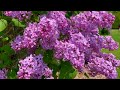AMAZING Mackinac Island Lilacs Tour | 4k nature birds flowers