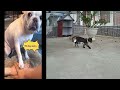 😂😻 Funniest Cats and Dogs 😂🐱 Funny And Cute Animal Videos 2024 #9