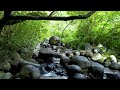 Gentle Stream & Birdsong White Noise | 4K Nature Sounds for Ultimate Relaxation