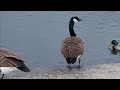 Canada goose in Berlin 🪿🦆