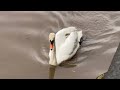 Swan on the Tyne, Tiger on the Tyne? | UK | River Tyne Wet Walk