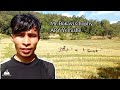 Ghile|Akükau Vishiho Yeptho Yemishe|Sümi-Naga Tradition method of Grain Harvesting|Northeast,India