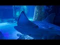 SEA LIFE LONDON AQUARIUM 2022 | Complete Walking tour 2022 | Shark Tank.