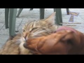 Cats are just the funniest pets ever - Funny cat compilation