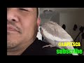 Quincy Has You #cockatiel #cutebird #birds #parrots #greencheekconure #birdlovers