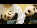Cute alert! Two-month-old giant panda twins debut in S China