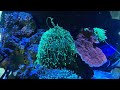 Gigant ultra green Japan torch coral