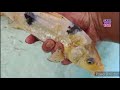 Fishing for betta fish in ponds, colorful chickens, ornamental fish, catfish, koi fish, big fish