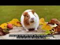 Hamsters vs. Guinea Pigs: How to Distinguish Them???