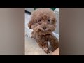 YOU LAUGH YOU LOSE😹🐶Best Funny Animals Video 2024😍