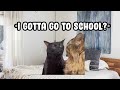 CAT MEMES: SCHOOL IS HELL COMPILATION...