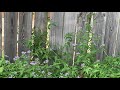 Monarch butterflies (Danaus plexippus) on blue mist flower (Conoclinium coelestinum)