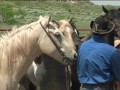 LX Ranch: Selecting Fresh Horses For Spring Roundup 2005