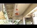 Hummingbirds Slow Motion - 2021