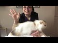 Grooming Long Haired Cats at Home