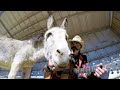 Hazel the donkey sings Horse with no name