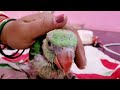 Alexander baby traning 2month baby parrot 🦜