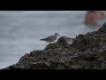 bird on a rock