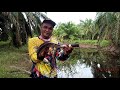 CASTING GABUS DENGAN REEL TERBARU DARI LIZARD || CASTING SNAKEHEAD WITH COLORFUL REEL 2021