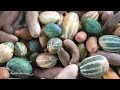 Harvesting Chicken Goes To Market Sell - Plant beans to replace melon garden - Cooking